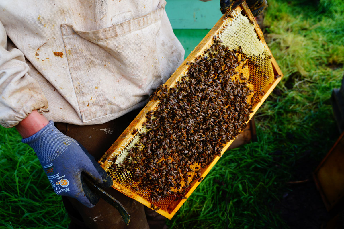 Die Bienen des Bienenhof Zillertal sammeln im Mai, Juni und Juli fleißig Nektar.